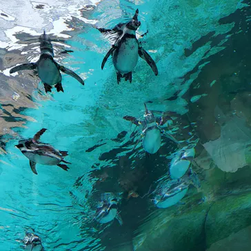 天王寺動物園に投稿された画像（2024/9/15）