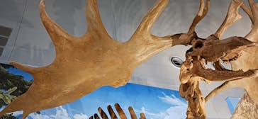 福井県立恐竜博物館に投稿された画像（2024/9/15）