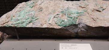 福井県立恐竜博物館に投稿された画像（2024/9/15）