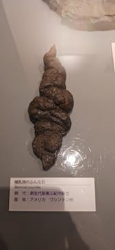 福井県立恐竜博物館に投稿された画像（2024/9/15）