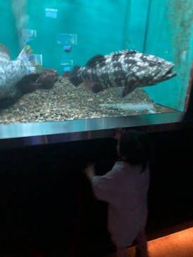 串本海中公園水族館に投稿された画像（2024/9/15）