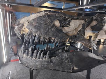 福井県立恐竜博物館に投稿された画像（2024/9/15）