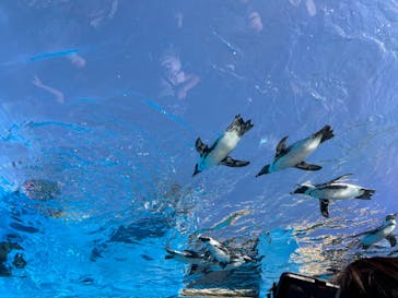 サンシャイン水族館に投稿された画像（2024/9/15）