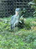 恩賜上野動物園に投稿された画像（2024/9/15）