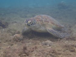 シュノーケリング・SUP専門店 シートラベラーに投稿された画像（2024/9/15）