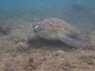 シュノーケリング・SUP専門店 シートラベラーに投稿された画像（2024/9/15）