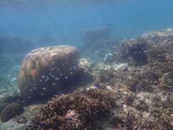 シュノーケリング・SUP専門店 シートラベラーに投稿された画像（2024/9/15）