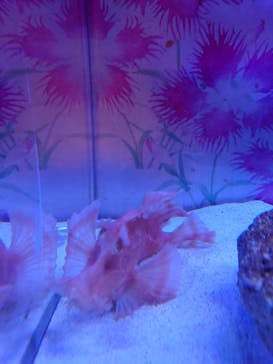 マクセル アクアパーク品川に投稿された画像（2024/9/15）