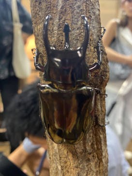 JOYPOLIS 特別イベントスペースに投稿された画像（2024/9/15）