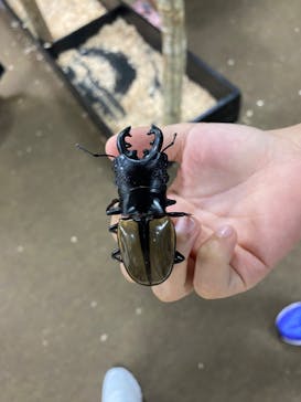 JOYPOLIS 特別イベントスペースに投稿された画像（2024/9/15）