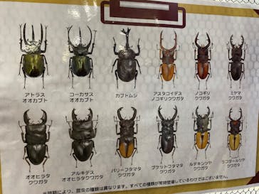 JOYPOLIS 特別イベントスペースに投稿された画像（2024/9/15）