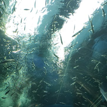 滋賀県立琵琶湖博物館に投稿された画像（2024/9/15）