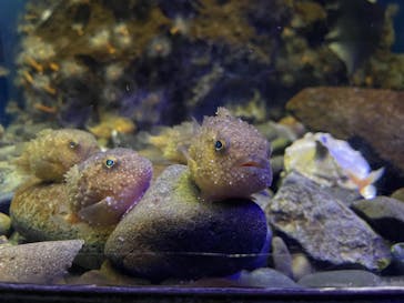 新江ノ島水族館に投稿された画像（2024/9/15）