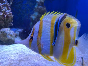 新江ノ島水族館に投稿された画像（2024/9/15）