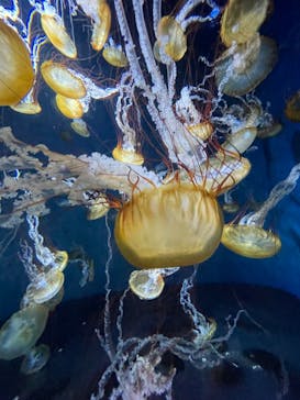 新江ノ島水族館に投稿された画像（2024/9/15）