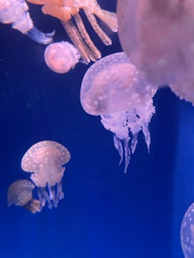 新江ノ島水族館に投稿された画像（2024/9/15）