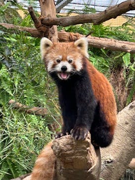 神戸どうぶつ王国に投稿された画像（2024/9/15）