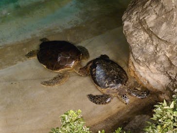 新江ノ島水族館に投稿された画像（2024/9/15）
