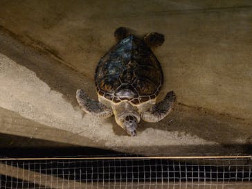 新江ノ島水族館に投稿された画像（2024/9/15）