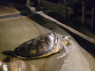 新江ノ島水族館に投稿された画像（2024/9/15）