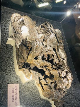 福井県立恐竜博物館に投稿された画像（2024/9/15）