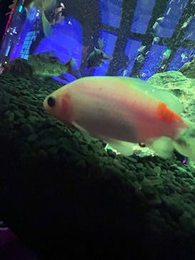 NARA KINGYO MUSEUMに投稿された画像（2024/9/15）