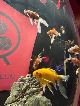 NARA KINGYO MUSEUMに投稿された画像（2024/9/15）