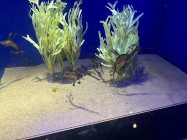 サンシャイン水族館に投稿された画像（2024/9/15）