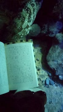 新江ノ島水族館に投稿された画像（2024/9/15）