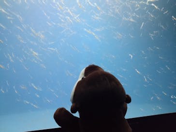 新江ノ島水族館に投稿された画像（2024/9/15）