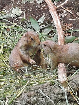 恩賜上野動物園に投稿された画像（2024/9/15）