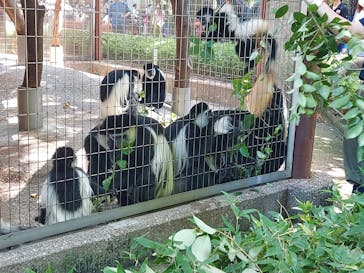 恩賜上野動物園に投稿された画像（2024/9/15）