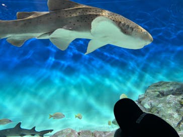 アクアワールド茨城県大洗水族館に投稿された画像（2024/9/15）