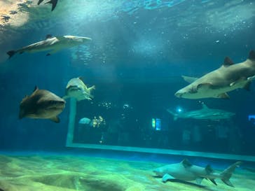 アクアワールド茨城県大洗水族館に投稿された画像（2024/9/15）