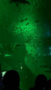 マリンワールド海の中道に投稿された画像（2024/9/15）