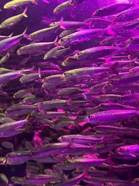 サンシャイン水族館に投稿された画像（2024/9/15）