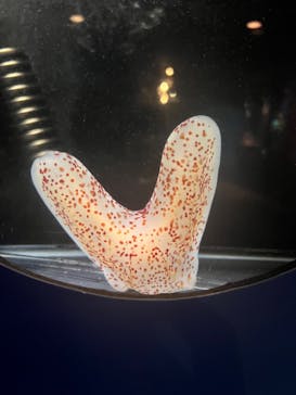 新江ノ島水族館に投稿された画像（2024/9/15）