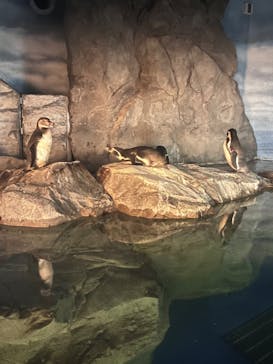 新江ノ島水族館に投稿された画像（2024/9/15）