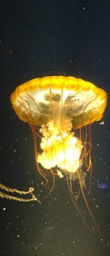 鴨川シーワールドに投稿された画像（2024/9/15）