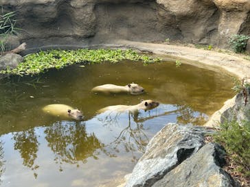 神戸どうぶつ王国に投稿された画像（2024/9/15）