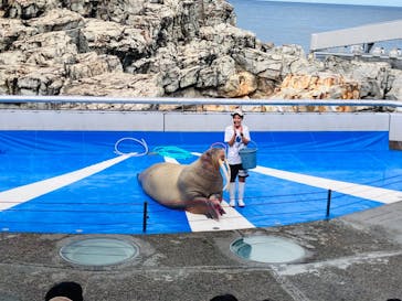大分マリーンパレス水族館 「うみたまご」に投稿された画像（2024/9/15）