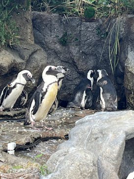 サンシャイン水族館に投稿された画像（2024/9/15）