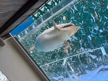 サンシャイン水族館に投稿された画像（2024/9/15）