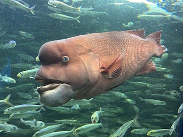 サンシャイン水族館に投稿された画像（2024/9/15）