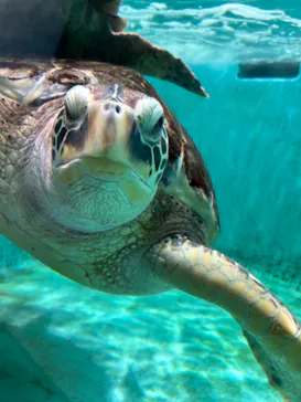 仙台うみの杜水族館に投稿された画像（2024/9/15）