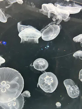 仙台うみの杜水族館に投稿された画像（2024/9/15）