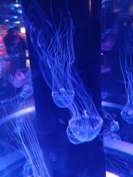 マクセル アクアパーク品川に投稿された画像（2024/9/15）