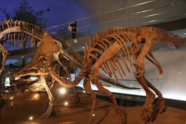 福井県立恐竜博物館に投稿された画像（2024/9/15）