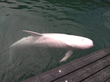 太地町立くじらの博物館に投稿された画像（2024/9/15）