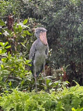 神戸どうぶつ王国に投稿された画像（2024/9/15）